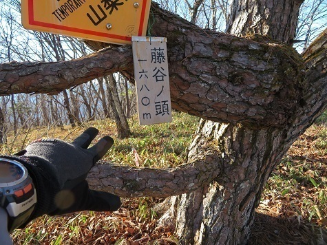 柳沢峠~倉掛山 おや?こっちも藤谷ノ頭 どうやらこちらが正解.jpg