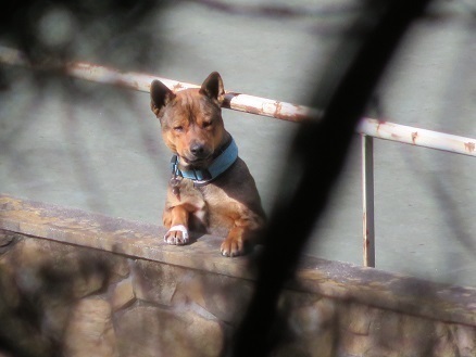 湯山白山淡雪要害大笠愛宕 しばらくこの犬が吠えます.jpg