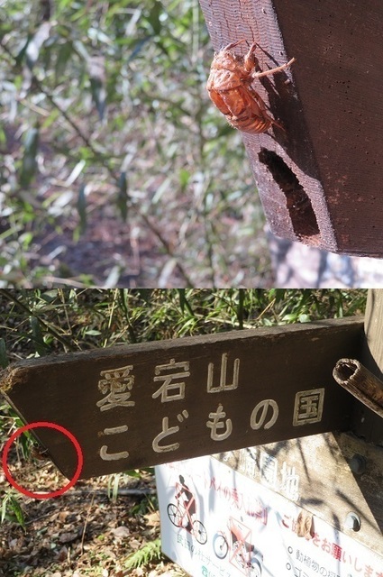 湯山白山淡雪要害大笠愛宕 何とセミの抜け殻を発見!よくぞ半年も耐え抜きました(拍手).jpg
