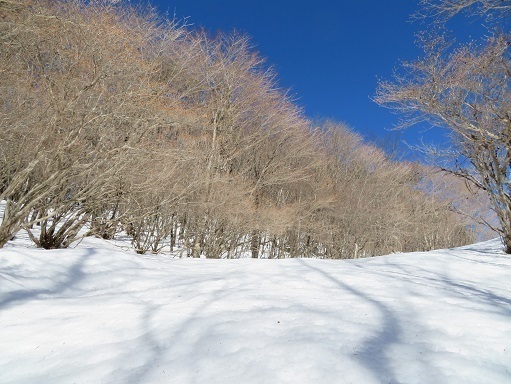 大菩薩嶺雪 1650m以上になるとこんな真っ白な景色.jpg