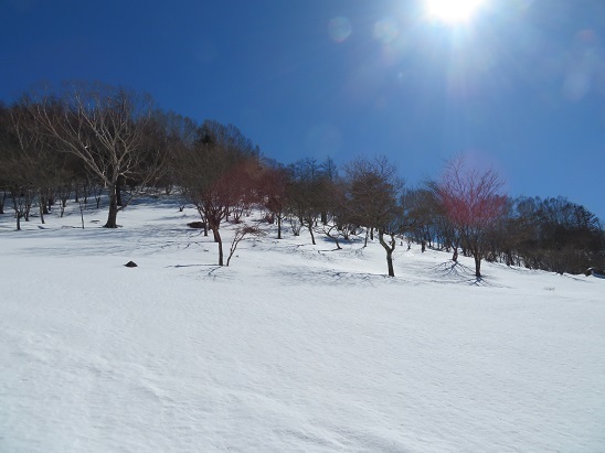大菩薩嶺雪 雪に反射する日差しが突き刺さる.jpg