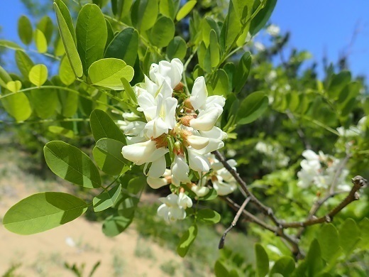 鳥取砂丘 砂丘に咲く花.jpg
