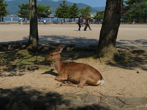 宮島弥山 鹿は全く逃げません.jpg
