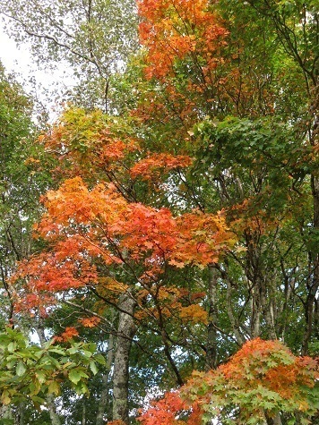 石保戸山 紅葉もポツポツと.jpg