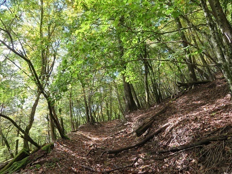石保戸山 この区間 木漏れ日の中のハイクがとても気持ちがいい♪.jpg