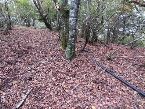 石保戸山 ケーブルTV用ケーブル沿いに進む.jpg