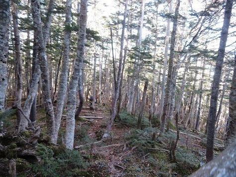 風不入 山頂手前で何とソロ女性登山者とすれ違う 何処へ向かうのだろう.jpg