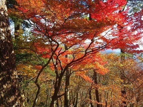 風不入 紅葉が良い感じです.jpg