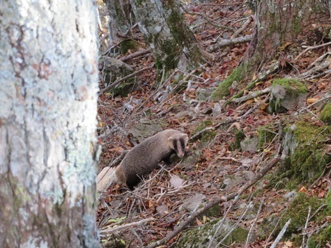 風不入 アナグマが逃げません.jpg
