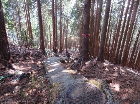 弘法山~浅間山 浅間山分岐から先へ.jpg