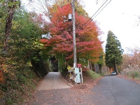 丹沢山_小丸尾根 まだ紅葉が残る.jpg