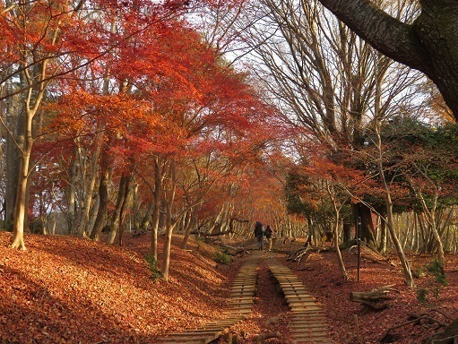 丹沢山_小丸尾根 ここも落ち葉ですが雰囲気良いですね.jpg