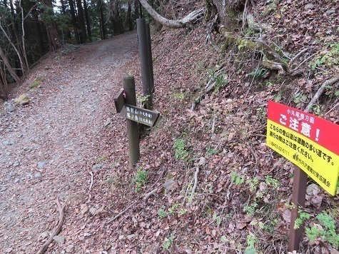 丹沢山_小丸尾根 林道に合流.jpg
