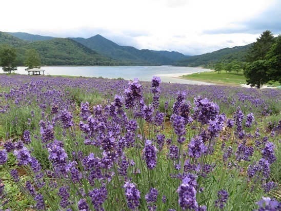 2023北海道 かなやま湖 ラベンダー園.jpg