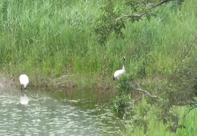 2023北海道 タンチョウヅル.jpg