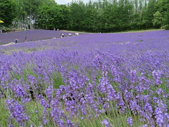 2023北海道 ファーム富田 ラベンダー畑.jpg