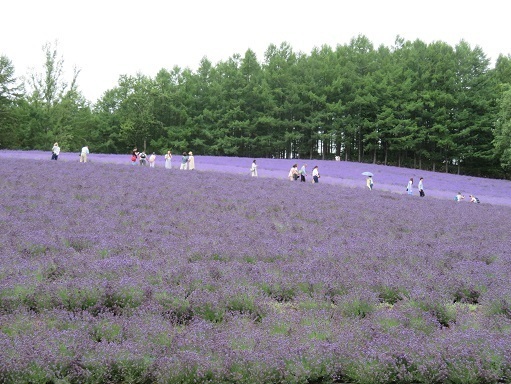 2023北海道 ファーム富田 ラベンダー畑2.jpg