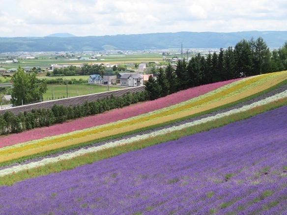 2023北海道 ファーム富田 ラベンダー畑3.jpg