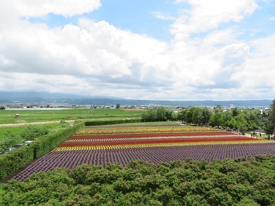 2023北海道 ファーム富田 花畑.jpg