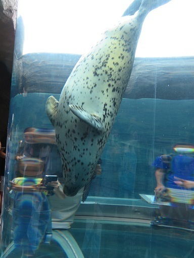 2023北海道 旭山動物園 アザラシ.jpg
