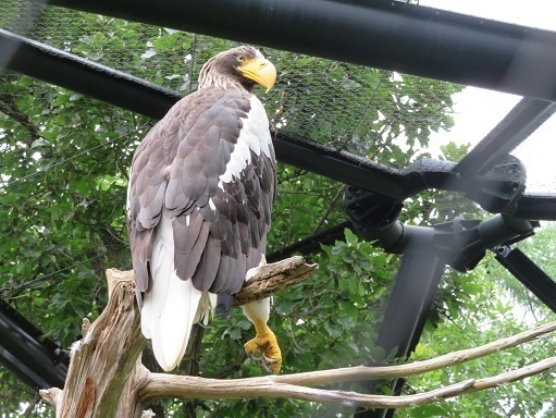 2023北海道 旭山動物園 オジロワシ.jpg