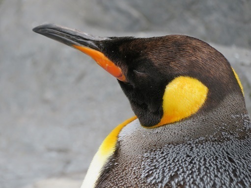2023北海道 旭山動物園 キングペンギン.jpg