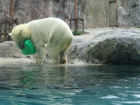 2023北海道 旭山動物園 シロクマ.jpg