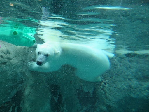 2023北海道 旭山動物園 シロクマ2.jpg