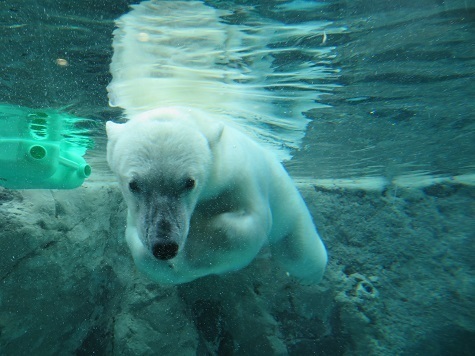 2023北海道 旭山動物園 シロクマ3.jpg