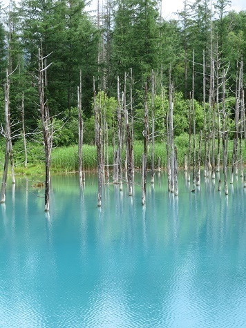 2023北海道 青い池.jpg