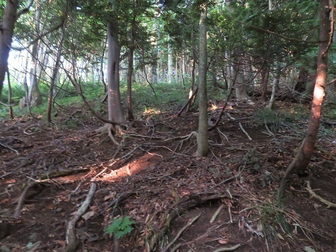 ガンケ山 あとは高い所に向か.jpg