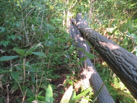 ガンケ山 うっとおし.jpg