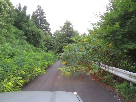ガンケ山 帰りもこんな道.jpg
