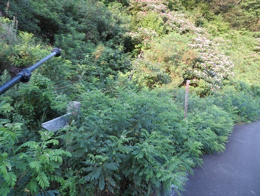 ガンケ山 指導標がない.jpg