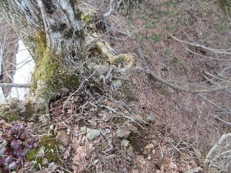 ネコブ山 細尾根を進む.jpg