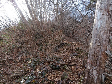 ネコブ山藪だが踏み跡はそこそこ.jpg