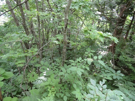 三角山 さあ下山します.jpg