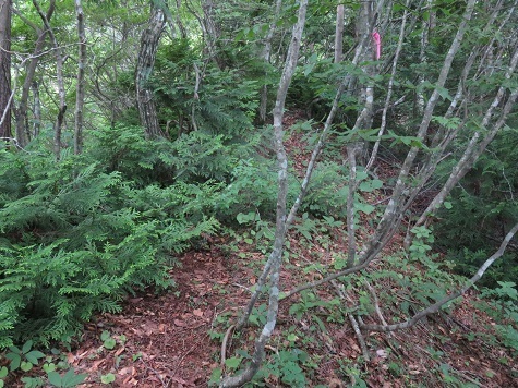 三角山 ちょいちょい藪が深.jpg