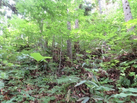 三角山 まあまあのブッシュと笹.jpg