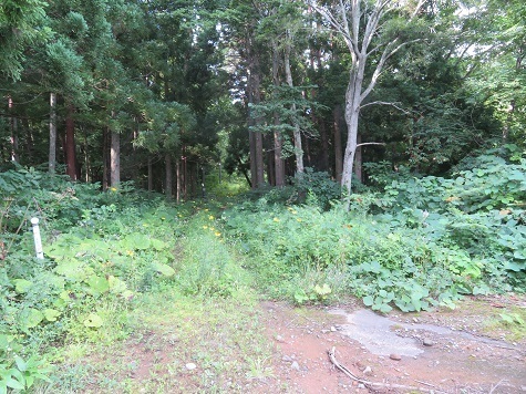 三角山 アブを振り払い森へ入.jpg