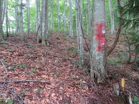 三角山 木にマーキング.jpg
