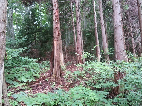 三角山 樹林に入る弱くなる.jpg