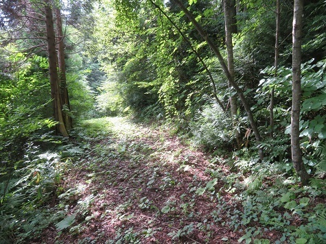 三角山 道なりに進み.jpg