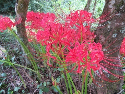 中群八重能岳 彼岸花 もう秋なんですよね.jpg