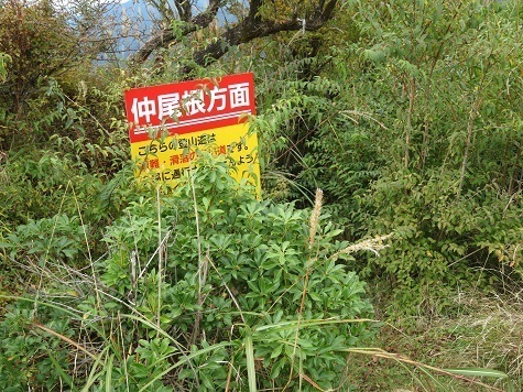 丹沢20 あれっ?ここって廃道でしょ?.jpg