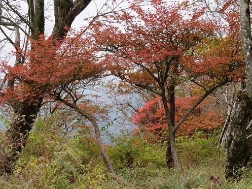丹沢20 塔ノ岳からは紅葉が進んでいた.jpg