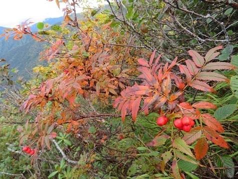 仙塩尾根 ナナカマドの紅葉が進む.jpg