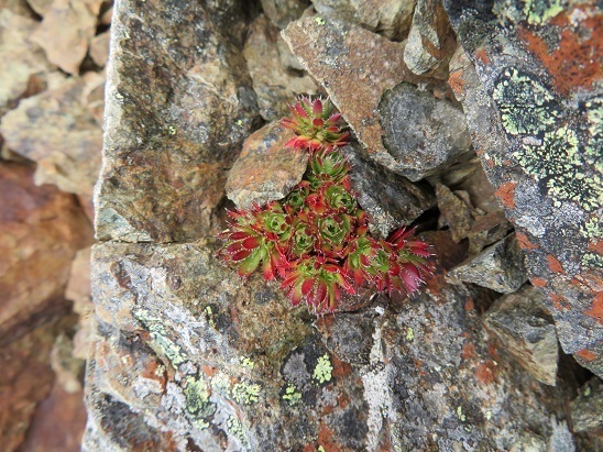 仙塩尾根 岩場に初めて見る植物 紅葉してます.jpg