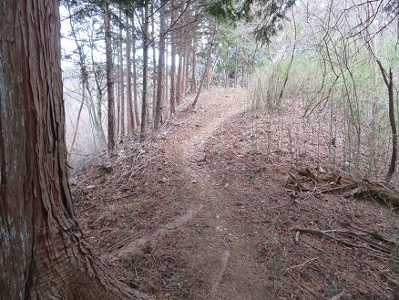升形花咲御前山 道はしっかりしている.jpg