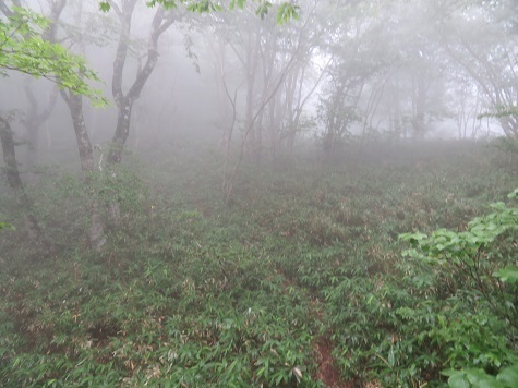 大尽山 分岐から急な登りに.jpg